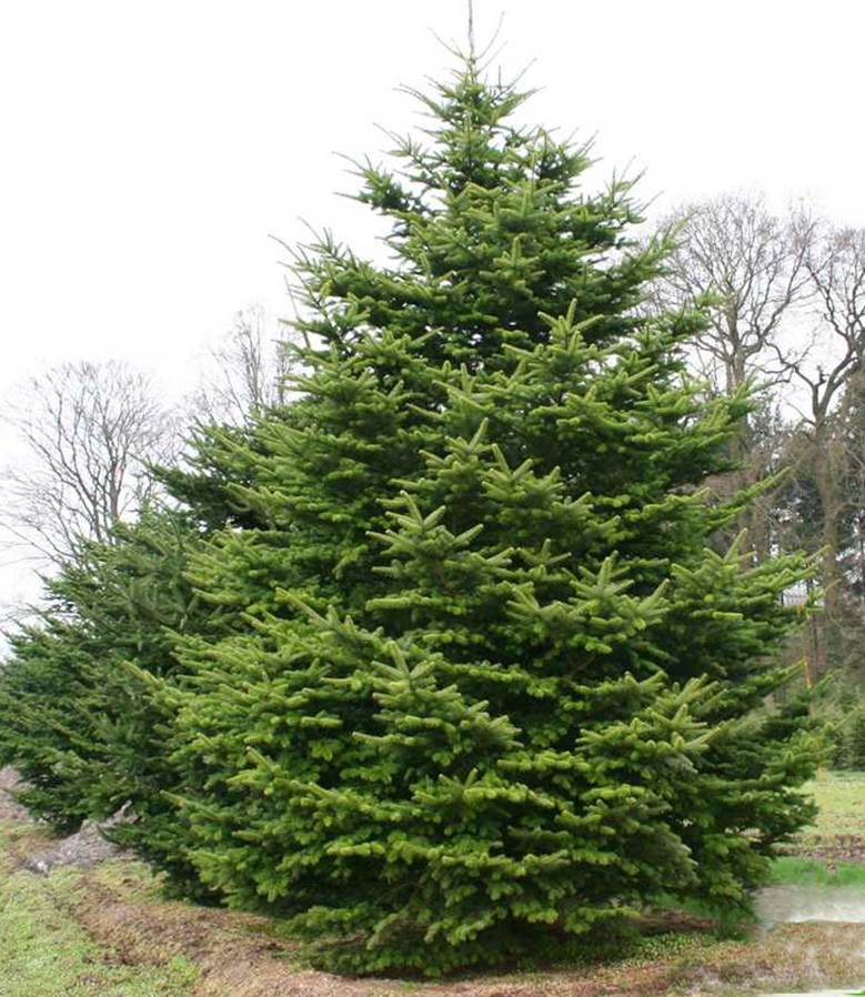 abies-homolepis